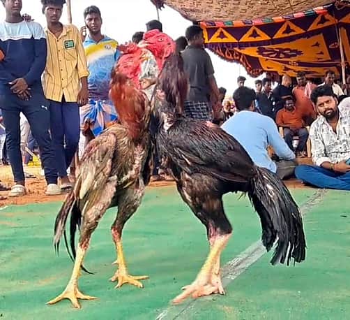 News image