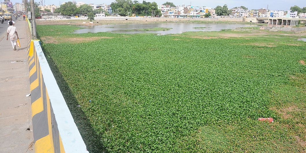 ~மதுரை வைகை ஆற்றில் தேங்கியுள்ள ஆகாயதாமரை செடிகள்.