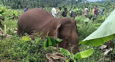 கூடலூா் அருகே சேற்றில் சிக்கி காட்டு யானை உயிரிழப்பு