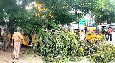 பழனியில் மரக்கிளை விழுந்து
ஆட்டோக்கள் சேதம்