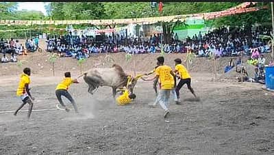 ஆரைகுடியில் வடமாடு மஞ்சுவிரட்டு