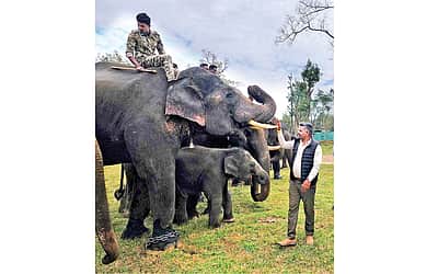 வனத்துக்கு அழகு புலி!
