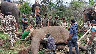 மூன்று பேரைக் கொன்ற மக்னா யானை கும்கி யானைகள் உதவியுடன் பிடிப்பு