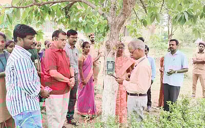 ஸ்கேன் செய்தால் : மரங்களின் வகை, பண்புகள்