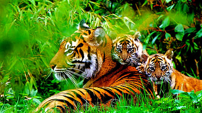 பறவைக் காய்ச்சல் பாதிப்பு: பலியான சிறுத்தை, புலிகள்!