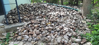 வீரட்டானேஸ்வரா் கோயிலில் வீணாகும்  தேங்காய்கள்