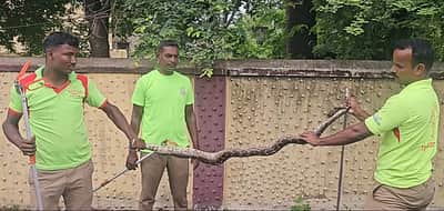 7 அடி மலைப்பாம்பு பிடிப்பட்டது