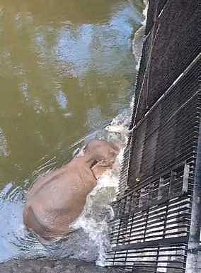 முல்லைப் பெரியாறு அணை கால்வாயில் சிக்கிய யானை