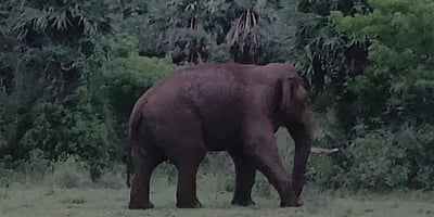 கிராமத்திற்குள் புகுந்த ஒற்றை காட்டு யானை :  8 மணி நேரம் போராடி காட்டிற்குள் விரட்டியடிப்பு 