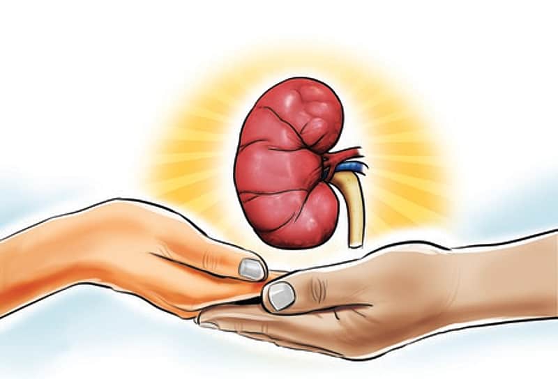 kidney
