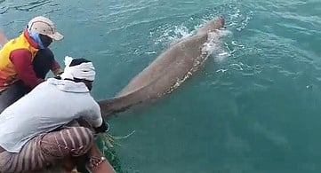 மீனவா்கள் வலையில் சிக்கிய கடல் பசு