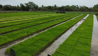 மேட்டூா் அணை திறக்காததால் மந்தநிலையில் குறுவை சாகுபடி