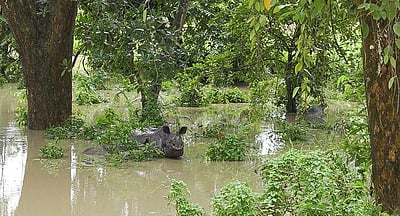 காசிரங்கா தேசிய பூங்காவில் வெள்ளம்: 4 மான்கள் பலி!