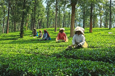 2023-இல் ஏற்றம் காணாத தேயிலை ஏற்றுமதி