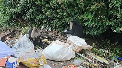 உணவைத் தேடி நகருக்குள் 
படையெடுக்கும் சிங்கவால் குரங்குகள்