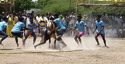 முதுகுளத்தூா் அருகே  வடமாடு மஞ்சுவிரட்டு