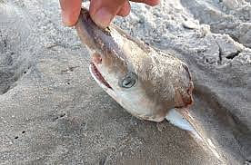 பிரேசிலில் கொக்கைன் போதையில் மிதக்கும் சுறா மீன்கள்!