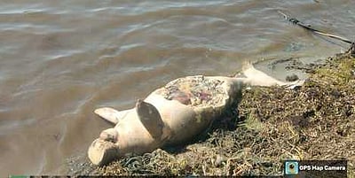 உயிரிழந்த  நிலையில்
கரை ஒதுங்கிய கடல் பசு