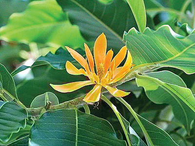 பூக்களைச் சூடும் முறை..