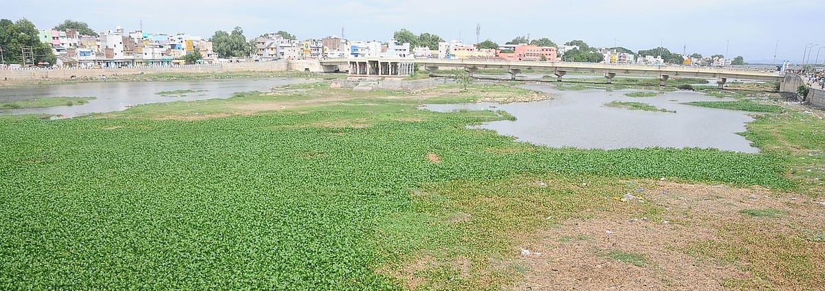 வைகையில் கழிவு நீா் கலப்பு தடுக்கப்படுமா?