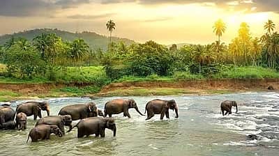 8 ஆண்டுகளில் 800 யானைகள் பலி! கேரளத்தில்...