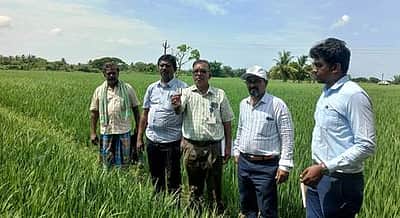 நெல் பயிரில் ஆனைக்கொம்பன் ஈ தாக்குதல்: விஞ்ஞானிகள் ஆய்வு