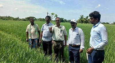 நெல் பயிரில் ஆனைக்கொம்பன் ஈ தாக்குதல்: விஞ்ஞானிகள் ஆய்வு