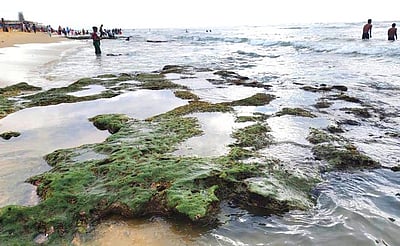 திருச்செந்தூா் கோயில் பகுதியில்
கடல் நீா் உள்வாங்கியது