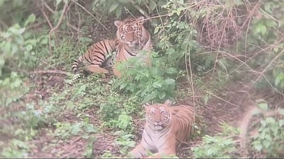 தலமலை சாலையோர வனத்தில் ஓய்வெடுத்த புலிகள்