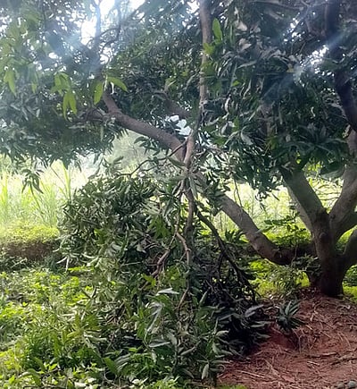 போ்ணாம்பட்டு அருகே ஒற்றை யானை அட்டகாசம் - பயிா்கள் நாசம்