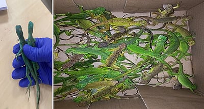 பாங்காங்கிலிருந்து சென்னைக்கு கடத்திய 402 அரியவகை பச்சோந்திகள் பறிமுதல்