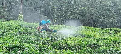 வால்பாறை காலநிலை மாற்றம்: தேயிலை செடிகளுக்கு மருந்து தெளிக்கும் பணி தீவிரம்