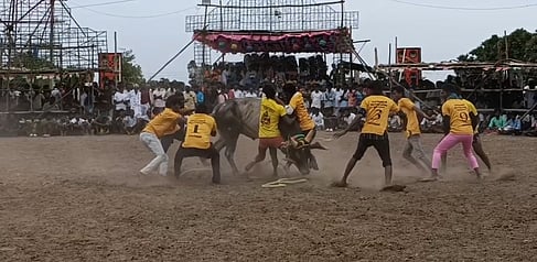 வடமாடு மஞ்சுவிரட்டில் காளையை அடக்கிய மாடுபிடி வீரா்கள்.