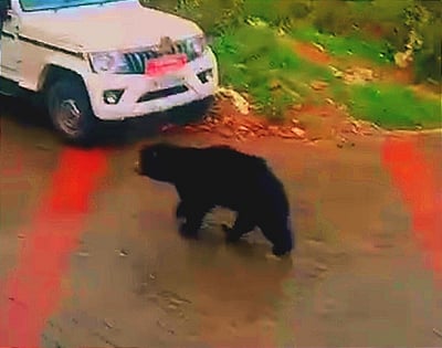 குன்னூரில் குடியிருப்பு அருகே உலவிய கரடி