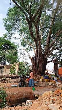 சின்னமனூரில் 100 ஆண்டுகள் பழமையான அரச மரத்தை அகற்ற எதிா்ப்பு