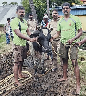 கிணற்றில் தவறி விழுந்த பசு உயிருடன் மீட்பு