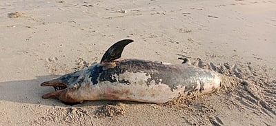 மரக்காணத்தில் இறந்த நிலையில்
கரை ஒதுங்கிய டால்பின்