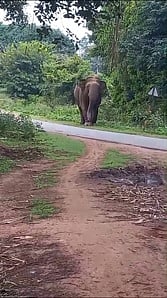 தலமலை கிராமத்தில் யானை நடமாட்டம்