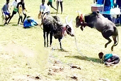 சிங்கம்புணரி அருகே மஞ்சுவிரட்டு