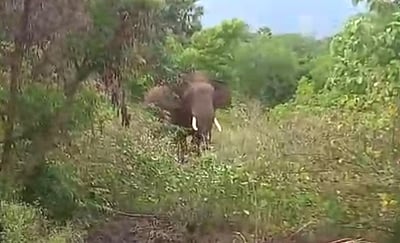 பழனி அருகே விளைநிலங்களுக்குள் 
காட்டு யானை புகுந்து அட்டகாசம்