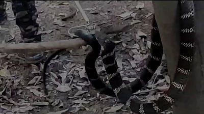 குன்னூரில் 11 அடி ராஜநாகம் மீட்பு