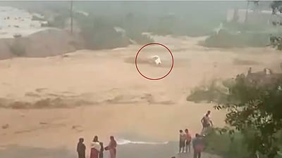 பஞ்சாபில் வெள்ள நீரில் அடித்துச்செல்லப்பட்ட கார்: ஒரே குடும்பத்தைச் சேர்ந்த 8 பேர் பலி
