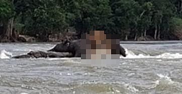 காவிரி ஆற்றில் உடல் கிழிந்த நிலையில் அடித்து வரப்பட்ட ஒற்றை யானை