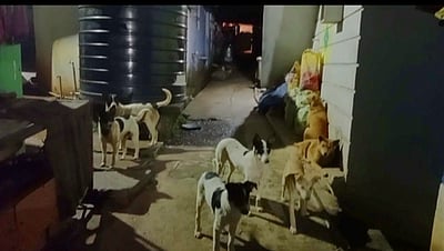 உதகையில் சுற்றித்திரியும் தெருநாய்கள்: சுற்றுலாப் பயணிகள் அச்சம்