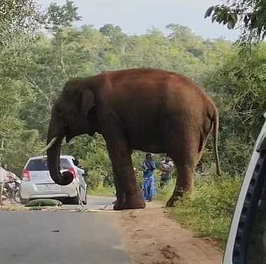 தாளவாடி  அருகே சாலையில் நின்ற காட்டு யானை:
போக்குவரத்து பாதிப்பு