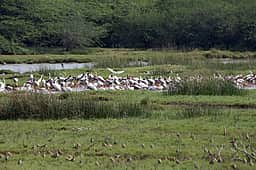 கழுவேலி பறவைகள் சரணாலயம் பகுதிகளில் சுற்றுச்சூழல் உணா்திறன் மண்டலம்