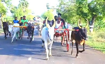 சிவகங்கை அருகே மாட்டு வண்டிப் பந்தயம்