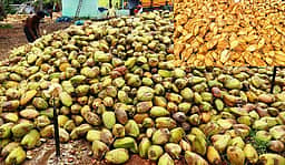 பரமத்தி வேலூரில் ரூ. 4.45 லட்சத்துக்கு தேங்காய் ஏலம்