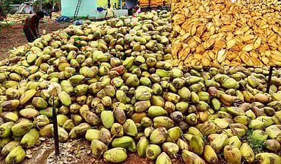 விநாயகா் சதுா்த்தி, ஆயுத பூஜையை முன்னிட்டு வாழப்பாடியில் தேங்காய் கொள்முதல் அதிகரிப்பு