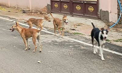 தெரு நாய்கள் விரட்டியதில் 
கீழே விழுந்த மூதாட்டி பலத்த காயம்